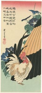 朝顔に鶏【復刻版】