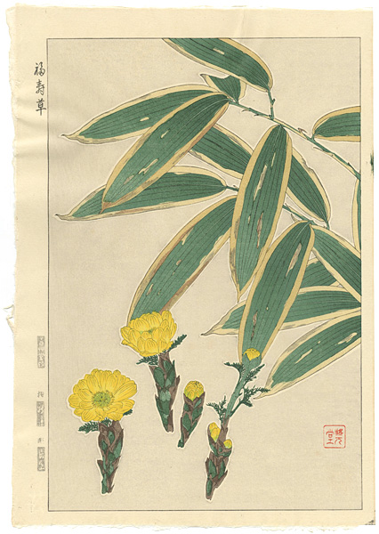 Kawarazaki Shodo “Amur Adonis”