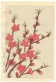 Peach Blossom