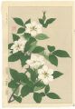 Cape Jasmine