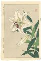 Lily