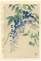 Wisteria
