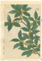 Sweet Osmanthus
