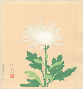 白菊 （仮題）