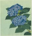 Hydrangea