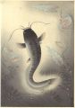 Fish of Japan / The Namazu (Si......