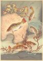 Fish of Japan / The Mebaru (Ro......