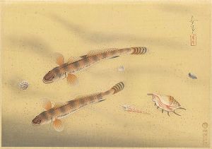 大野麥風「大日本魚類画集　マハゼ」