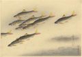 Fish of Japan / The Higai (Sar......