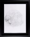 Drawing : Dog