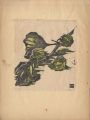 Chinese Lantern Plant