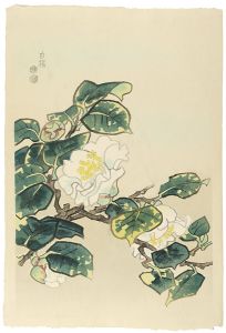 白椿