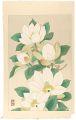 木蓮（仮題）