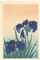 Rabbit-ear Iris