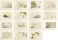 Selection of Insects : set of ......