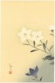 Chinese Bellflower (tentative ......