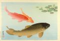 Carp