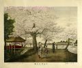 Cherry Blossoms at Mukojima