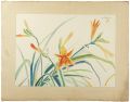 Daylily