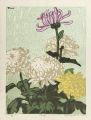 Chrysanthemum