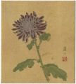 自筆画色紙　菊