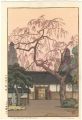 Cherry Blossoms by The Gate