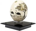 Eggs of ostrich