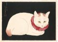 White Cat on black background(......