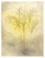 Japanese pampas grass
