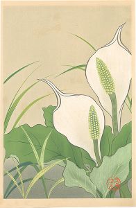 Inoue Masaharu / Japanese Alpine Plants / Lysichiton Camtschatcense