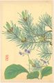Japanese Alpine Plants / Conan......