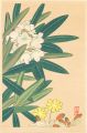 Japanese Alpine Plants / Rhodo......