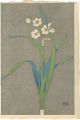 Narucissus(tentative title)