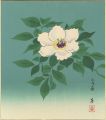 Peony