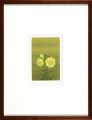 Evening primrose