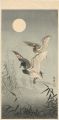 Wild Duck