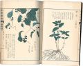 Illustrated Herbal, Manual of ......