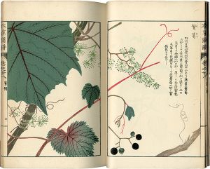 本草図譜　巻之廿八 蔓草類七