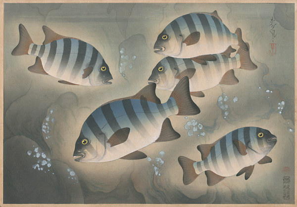Ono Bakufu “Fish of Japan / The Ishidai (Rock Sea Bream)”