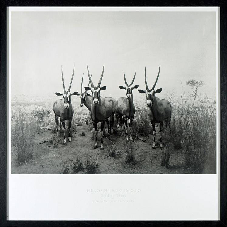 Sugimoto Hiroshi “Gemsbok, 1980”