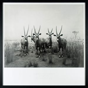 Sugimoto Hiroshi / Gemsbok, 1980