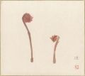 Shikishi Paper Board