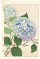Hydrangea