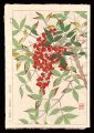 Nandina domestica