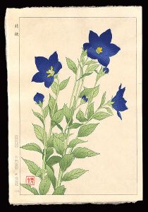 Kawarazaki Shodo / Balloonflower