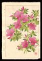 Azalea