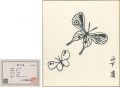 Shikishi Paper Board　Butterfly