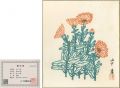 Shikishi Paper Board Calendula