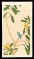 Loquat and Java Sparrow