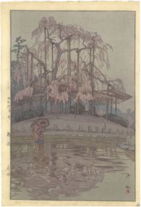 櫻八題　春雨